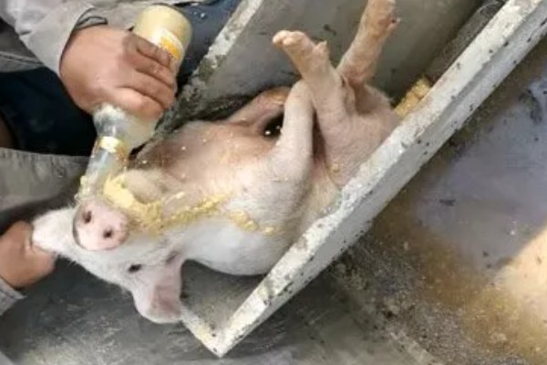 哺乳仔猪黄白痢如何治疗，可肌内注射庆大霉素