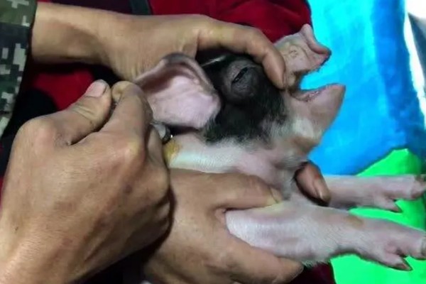 哺乳仔猪黄白痢如何治疗，可肌内注射庆大霉素