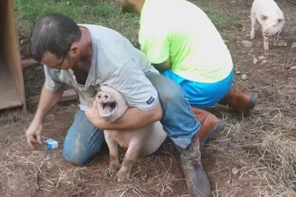 哺乳仔猪黄白痢如何治疗，可肌内注射庆大霉素