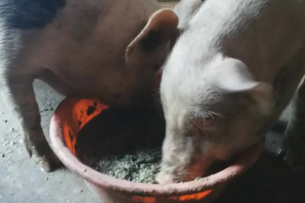 哺乳仔猪黄白痢如何治疗，可肌内注射庆大霉素