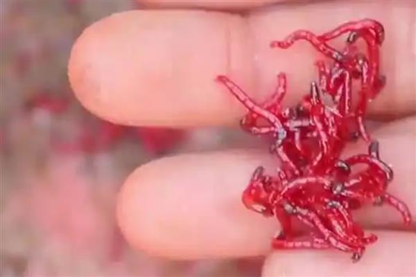 红虫可以用来做什么，是鱼类的优良天然饵料