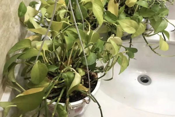 绿罗兰叶子发黄烂根的原因，可能是土壤粘重所致