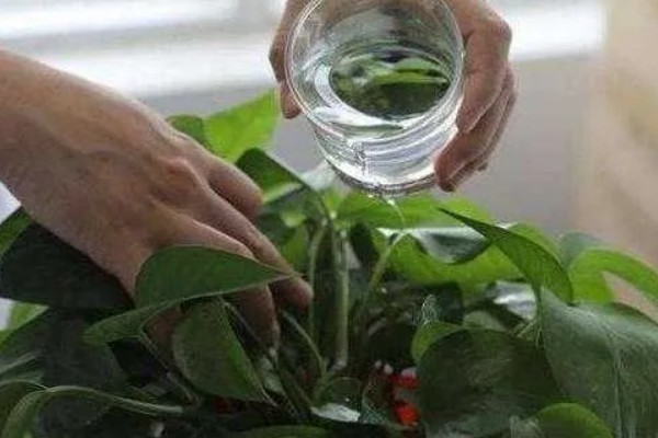 绿罗兰叶子发黄烂根的原因，可能是土壤粘重所致