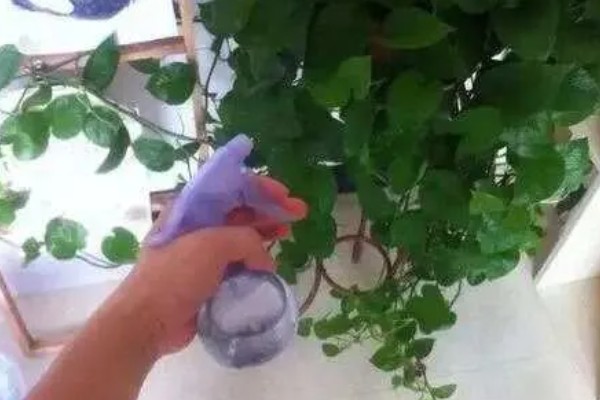 绿罗兰叶子发黄烂根的原因，可能是土壤粘重所致