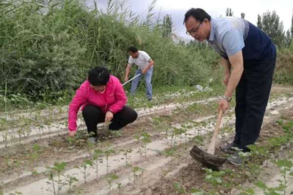 减少棉田灾害损失的方法，发生枯萎病、黄萎病要及时拔除病株