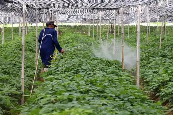 高氯马的防治对象，可防治稻苞虫、飞虱、叶蝉等