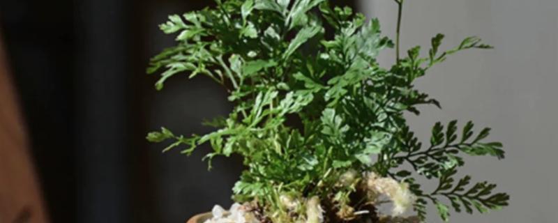 怎么给狼尾蕨分株，分株种植时将植根浅埋即可