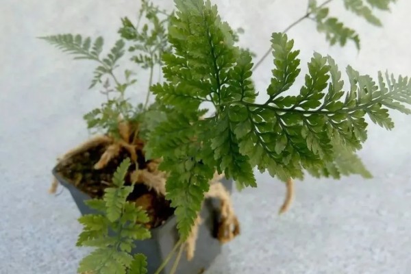 怎么给狼尾蕨分株，分株种植时将植根浅埋即可