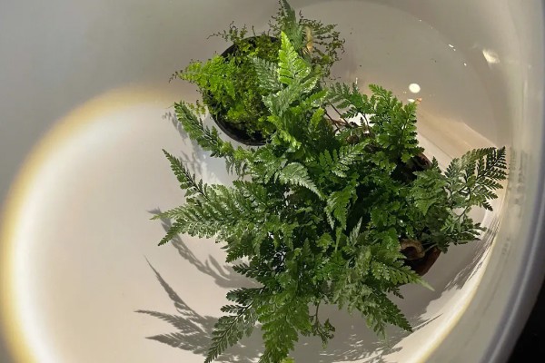 怎么给狼尾蕨分株，分株种植时将植根浅埋即可