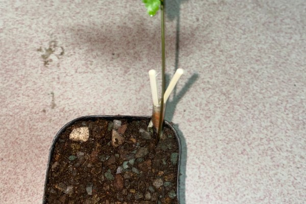 怎么给狼尾蕨分株，分株种植时将植根浅埋即可