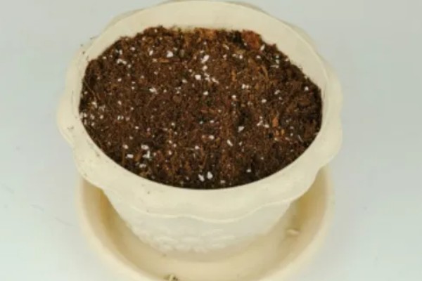 怎么给狼尾蕨分株，分株种植时将植根浅埋即可