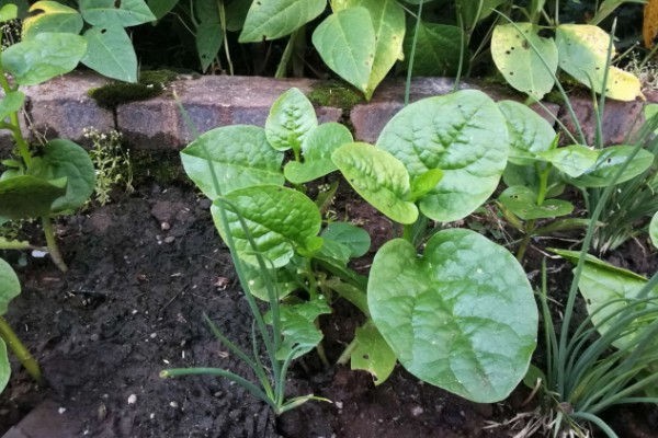 木耳菜要打农药吗，需要打农药