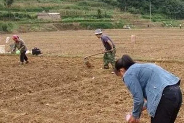 木耳菜要打农药吗，需要打农药