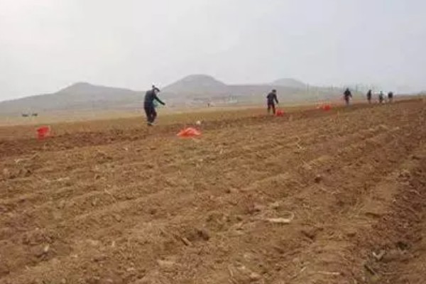 木耳菜要打农药吗，需要打农药