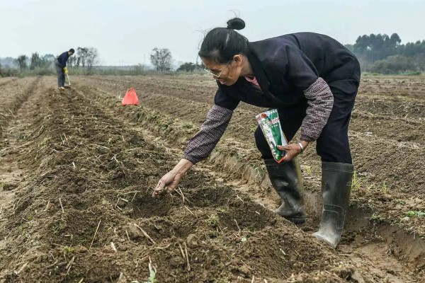 木耳菜要打农药吗，需要打农药