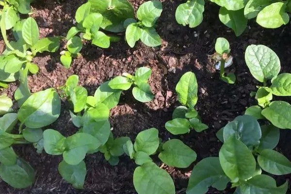 木耳菜要打农药吗，需要打农药