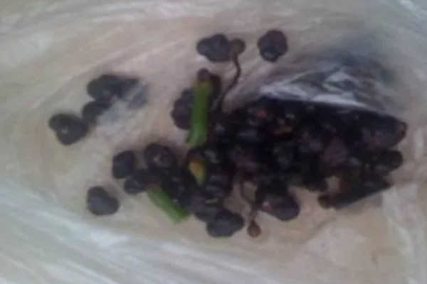 木耳菜要打农药吗，需要打农药
