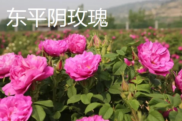 玫瑰花泡茶方式，100℃的水温最好
