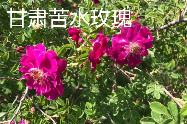 玫瑰花泡茶方式，100℃的水温最好