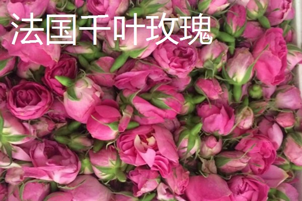 玫瑰花泡茶方式，100℃的水温最好