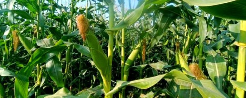 阳光98玉米种简介，株高通常为252cm