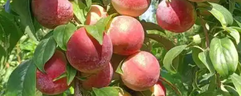 李子什么时候成熟，一般为5-9月份左右