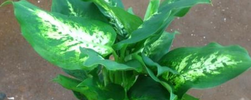 花叶万年青的叶子为何会耷拉发黄发软，大多是光照不足、过度浇水等原因所致