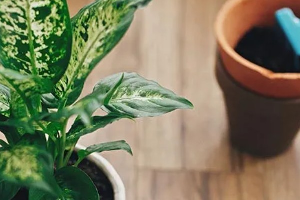花叶万年青的叶子为何会耷拉发黄发软，大多是光照不足、过度浇水等原因所致