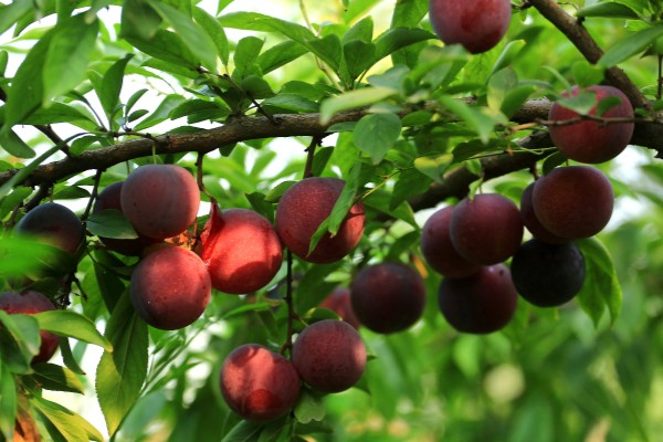 李子什么时候成熟，一般为5-9月份左右