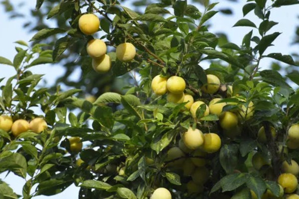 李子什么时候成熟，一般为5-9月份左右