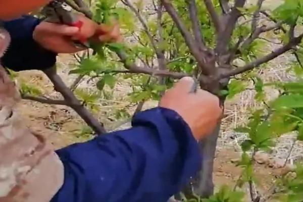 李子什么时候成熟，一般为5-9月份左右