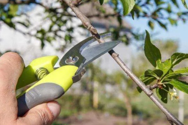 李子什么时候成熟，一般为5-9月份左右