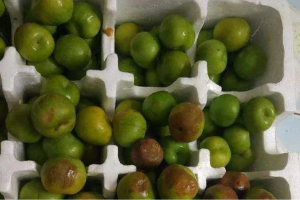 李子什么时候成熟，一般为5-9月份左右