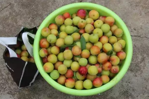 李子什么时候成熟，一般为5-9月份左右