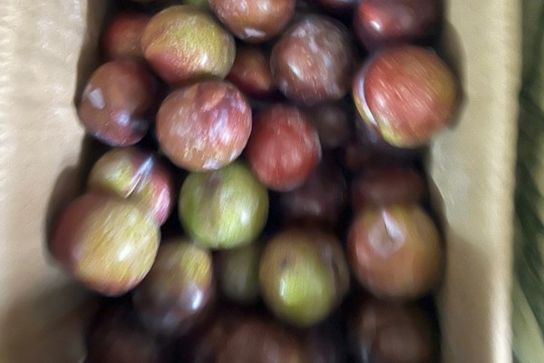 李子什么时候成熟，一般为5-9月份左右