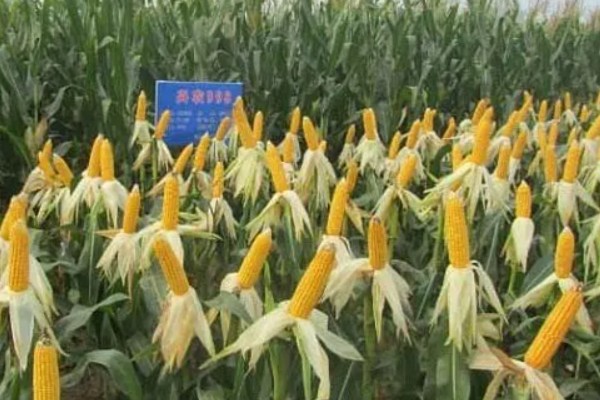 阳光98玉米种简介，株高通常为252cm