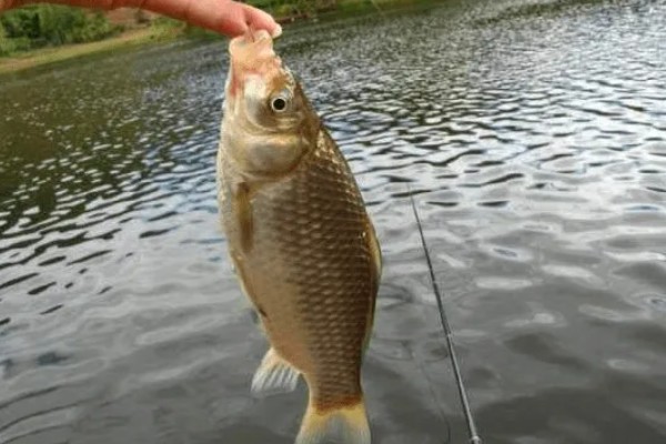 冬天可以钓鲫鱼吗，可以钓但难度大