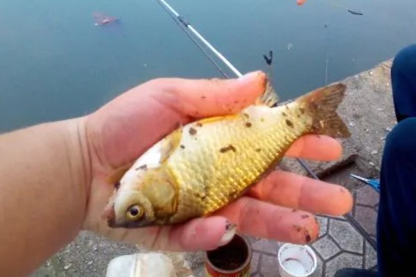 冬天可以钓鲫鱼吗，可以钓但难度大
