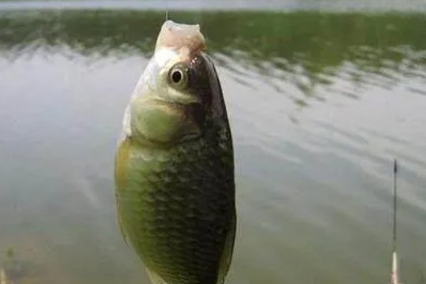 冬天可以钓鲫鱼吗，可以钓但难度大