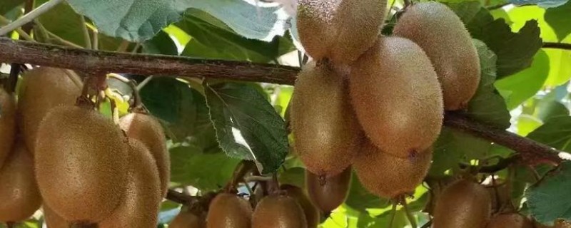 猕猴桃溃疡病如何防治，收果后或入冬前喷施波美度石硫合剂