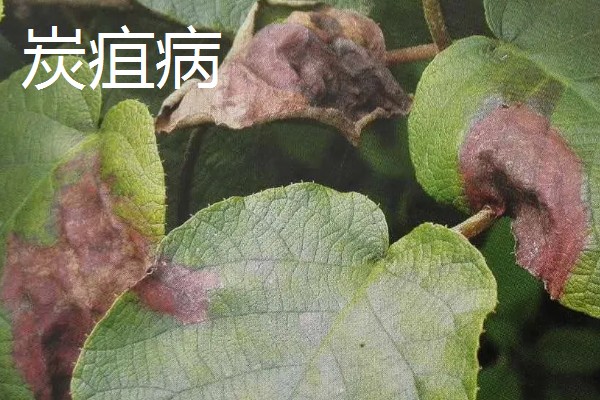 猕猴桃溃疡病如何防治，收果后或入冬前喷施波美度石硫合剂