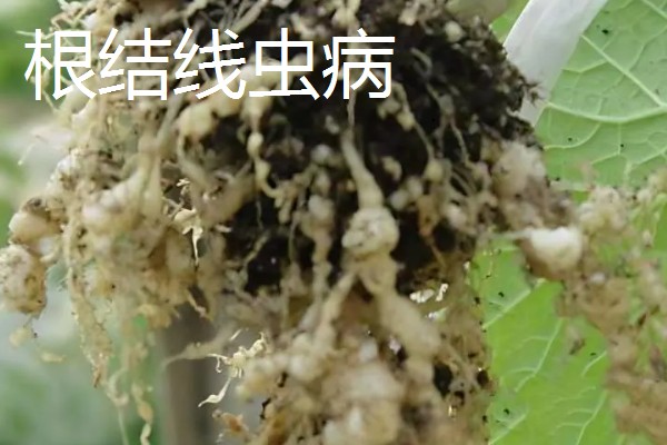 猕猴桃溃疡病如何防治，收果后或入冬前喷施波美度石硫合剂