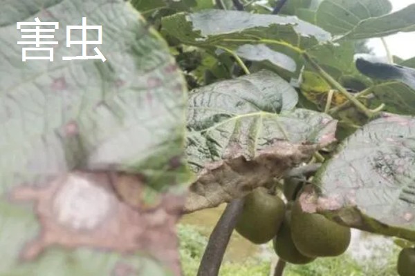 猕猴桃溃疡病如何防治，收果后或入冬前喷施波美度石硫合剂