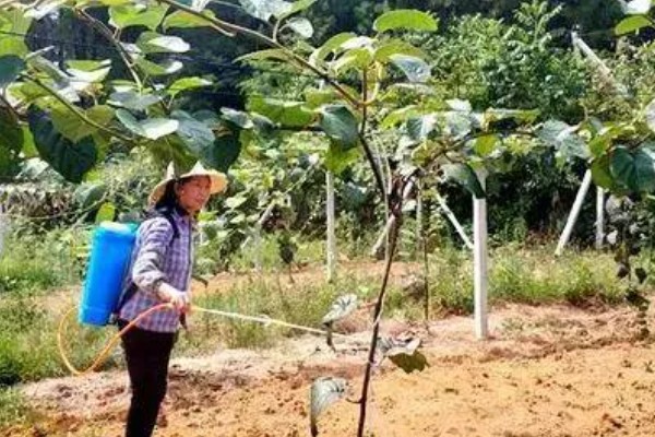 猕猴桃溃疡病如何防治，收果后或入冬前喷施波美度石硫合剂