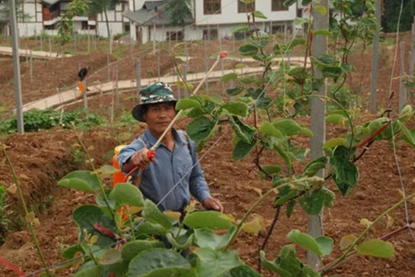 猕猴桃溃疡病如何防治，收果后或入冬前喷施波美度石硫合剂