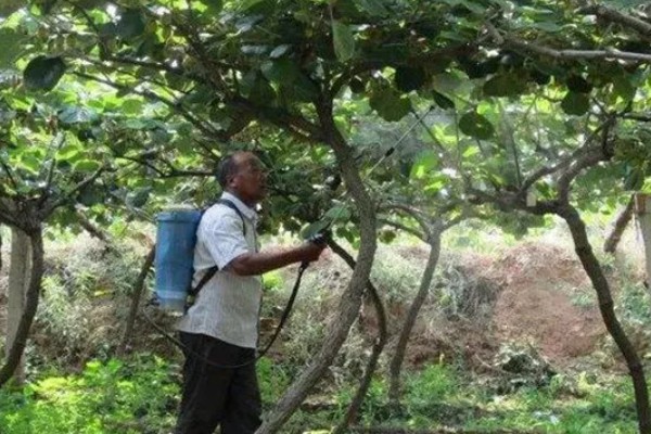 猕猴桃溃疡病如何防治，收果后或入冬前喷施波美度石硫合剂