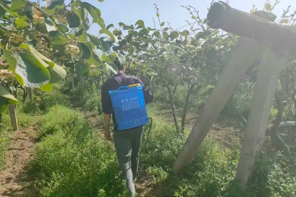 猕猴桃溃疡病如何防治，收果后或入冬前喷施波美度石硫合剂