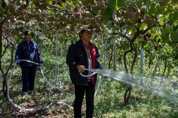 猕猴桃溃疡病如何防治，收果后或入冬前喷施波美度石硫合剂