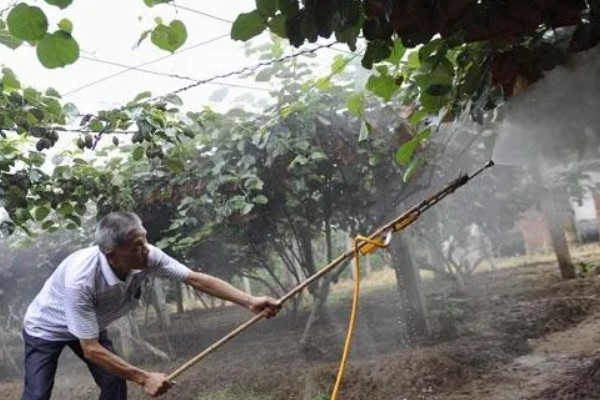 猕猴桃溃疡病如何防治，收果后或入冬前喷施波美度石硫合剂