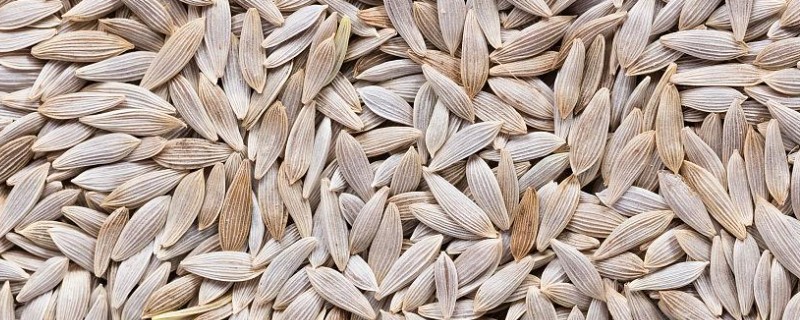 莴笋种子的种植方法，播种前需浸种